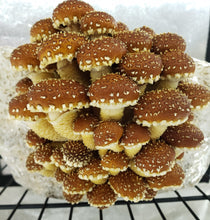 Load image into Gallery viewer, Chestnut (Pholiota adiposa) Commercial Spore Print
