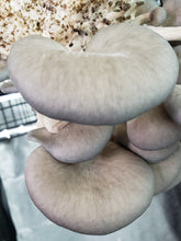 Load image into Gallery viewer, Blue Oyster (Pleurotus ostreatus) Commercial Slant or Petri Dish