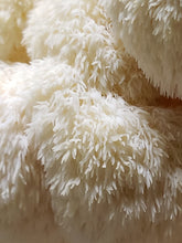 Load image into Gallery viewer, Lion's Mane (Hericium erinaceus) Commercial Culture Slant or Petri Dish