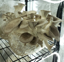Load image into Gallery viewer, Black Pearl King Oyster (Pleurotus Ostreatus - Hybrid Species) Commercial Liquid Culture