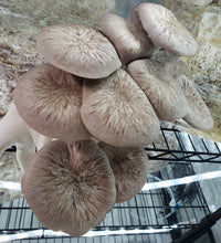Load image into Gallery viewer, Black Pearl King Oyster (Pleurotus ostreatus-Hybrid) Commercial Culture Slant or Petri Dish