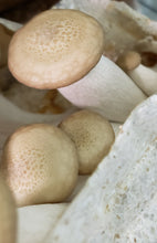Load image into Gallery viewer, Beech (Hypsizygus tessulatus) Slant or Petri Dish