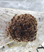 Load image into Gallery viewer, Chestnut (Pholiota adiposa) Commercial Spore Print