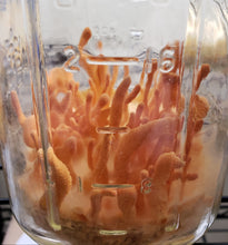 Load image into Gallery viewer, Cordyceps militaris Spore Print