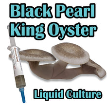 Load image into Gallery viewer, Black Pearl King Oyster (Pleurotus Ostreatus - Hybrid Species) Commercial Liquid Culture