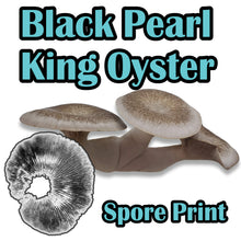 Load image into Gallery viewer, Black Pearl King Oyster (Pleurotus ostreatus-Hybrid) Commercial Spore Print