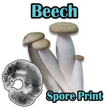 Load image into Gallery viewer, Beech (Hypsizygus tessulatus) Spore Print