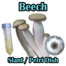 Load image into Gallery viewer, Beech (Hypsizygus tessulatus) Slant or Petri Dish