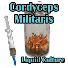 Load image into Gallery viewer, Cordyceps militaris Liquid Culture