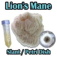 Load image into Gallery viewer, Lion's Mane (Hericium erinaceus) Commercial Culture Slant or Petri Dish
