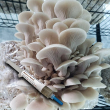 Load image into Gallery viewer, Pearl Oyster WPO (Pleurotus ostreatus) Commercial Liquid Culture