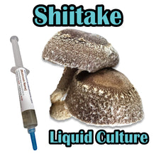 Load image into Gallery viewer, Shiitake Block WR (Lentinula edodes) (Wide temp range) Commercial Liquid Culture