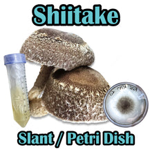 Load image into Gallery viewer, Shiitake Block WR (Lentinula edodes) (Wide temp range) Commercial Slant or Petri Dish