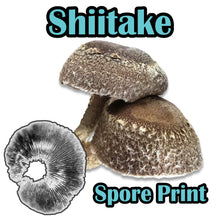 Load image into Gallery viewer, Shiitake Block WR (Lentinula edodes) (Wide temp range) Spore Print