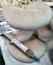Load image into Gallery viewer, Blue Oyster (Pleurotus ostreatus) Commercial Liquid Culture