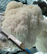 Load image into Gallery viewer, Lion's Mane (Hericium erinaceus) Liquid Culture