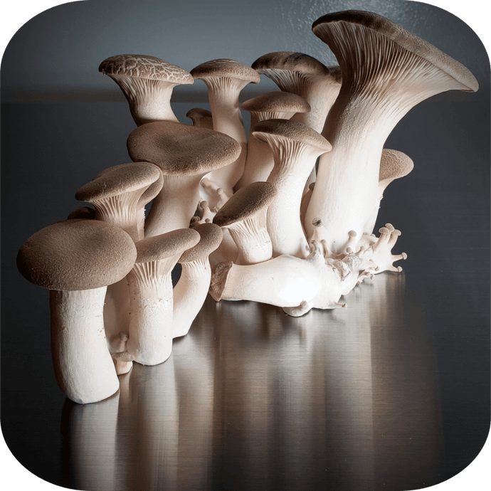 Growing Mushrooms (Part 2)