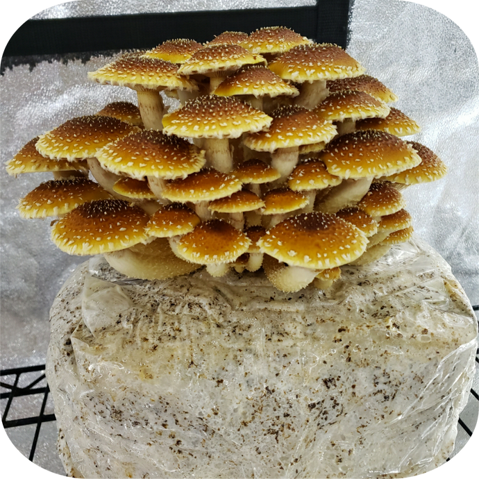 Grow Mushrooms at Home (fun & easy)