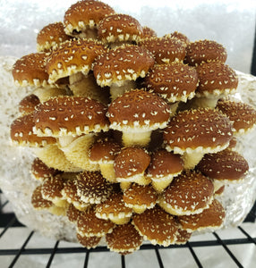 Chestnut (Pholiota adiposa) Commercial Spore Print