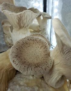 King Oyster (Pleurotus eryngii) Commercial Slant or Petri Dish