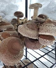 Load image into Gallery viewer, Shiitake Block WR (Lentinula edodes) (Wide temp range) Commercial Slant or Petri Dish
