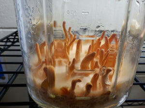 Cordyceps militaris Slant or Petri Dish