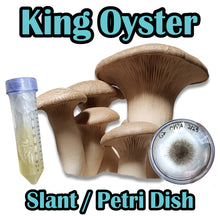 Load image into Gallery viewer, King Oyster (Pleurotus eryngii) Commercial Slant or Petri Dish
