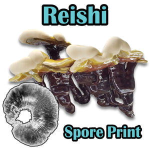 Reishi (Ganoderma lucidum) Commercial Spore Print