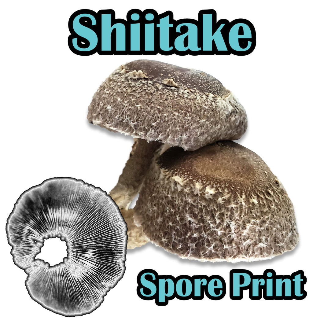 Shiitake Block WR (Lentinula edodes) (Wide temp range) Spore Print