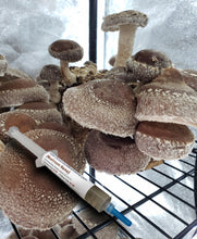 Load image into Gallery viewer, Shiitake Block WR (Lentinula edodes) (Wide temp range) Commercial Liquid Culture
