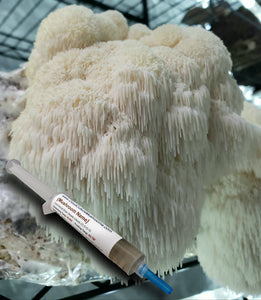 Lion's Mane (Hericium erinaceus) Liquid Culture